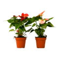 2 Anthurium Variety Pack - 4" Pots
