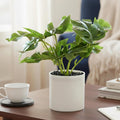 Artificial Plant with Pot 22cm Decor